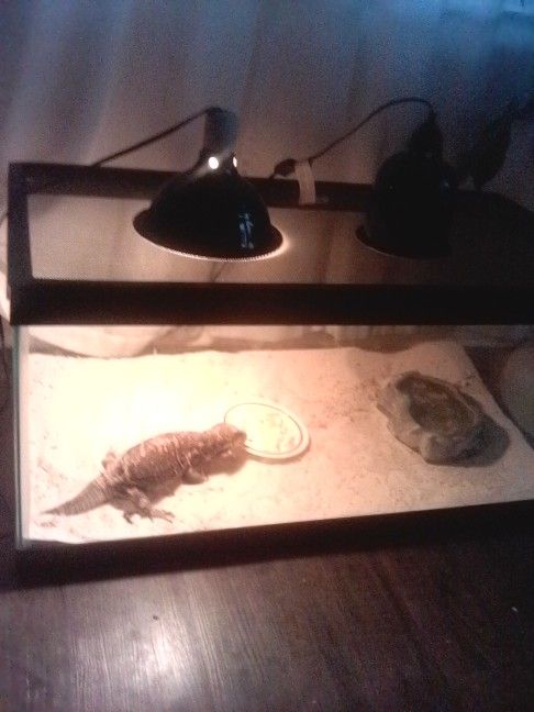 Savannah Monitor Female Age Almost 4 Nice Temper