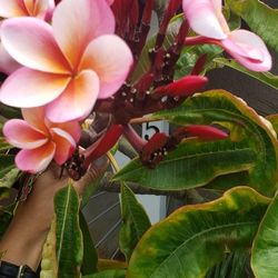 Plumeria Clippings