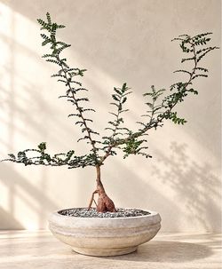 Operculicarya Decaryi/ Elephant Tree (Planter Included) #Q7  ‘Local LA Seller’