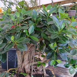 Beautiful Green Island Ficus BONSAI Tree $450💚