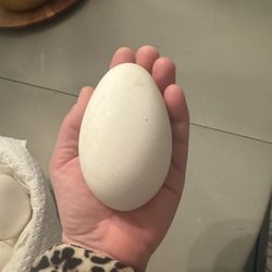 Goose Eggs 