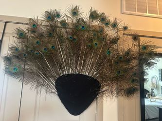 Beautiful Peacock Feathers Tail Feathers Decor