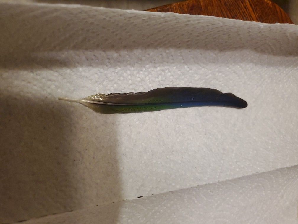 Real Conure Feathers