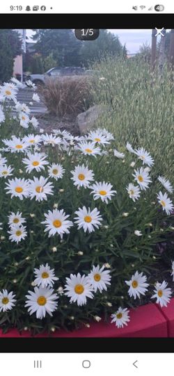Blooming daisies for yard garden