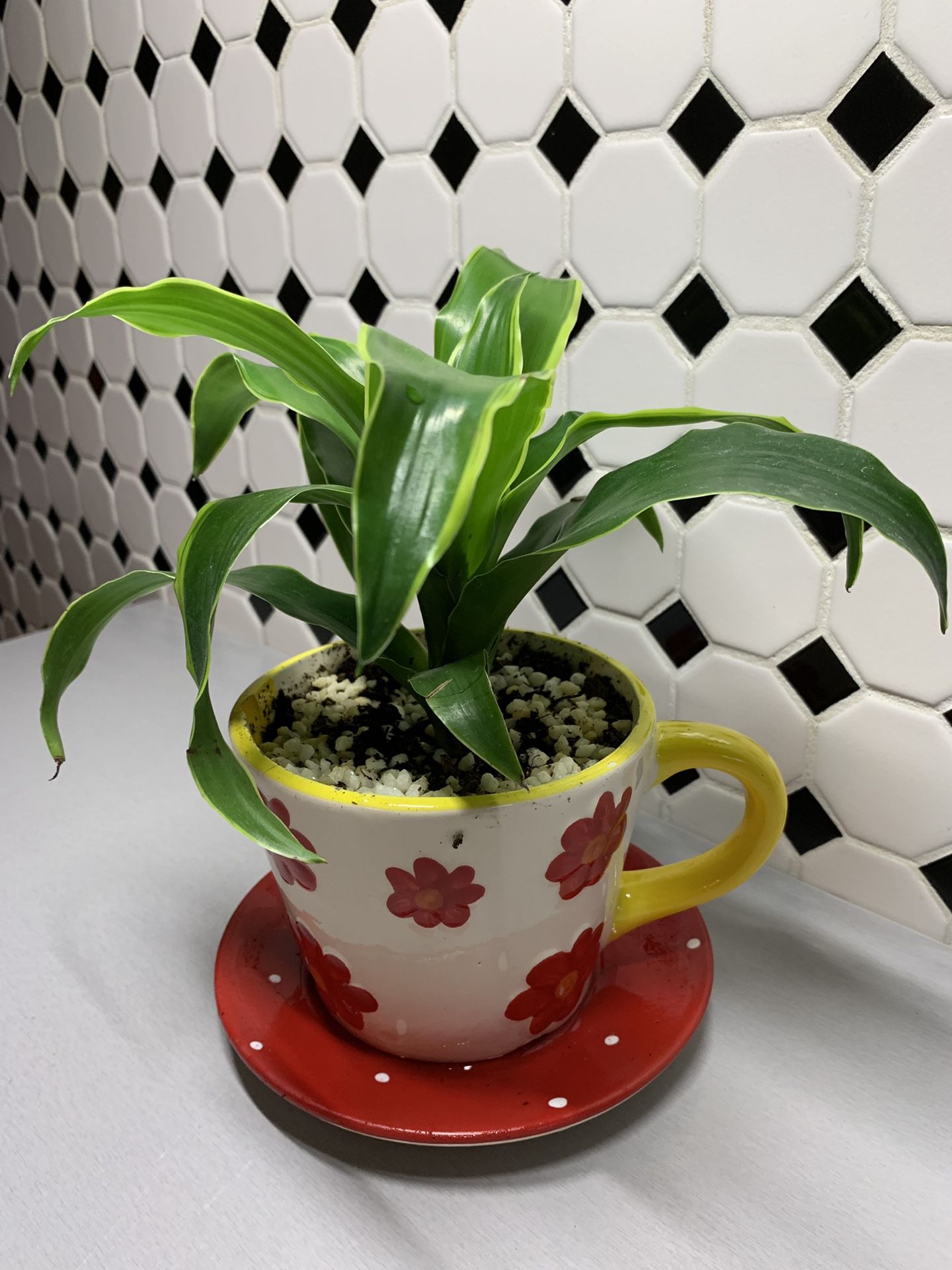 Exotic dieffenbachia plant comes in a ceramic tea cup pot