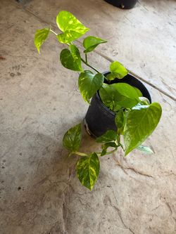 Pothos