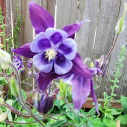 Purple COLUMBINE Perennial Plants 