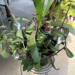 Esta Planta Y Tiene Dos Palmitas Por $20