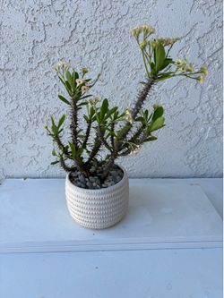 Crown of Thorns multicolor