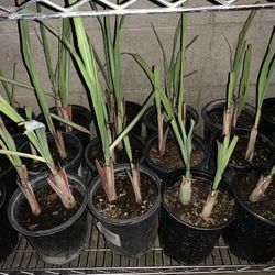 Lemon Grass Tea 7$ Each