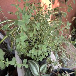 Oregano 