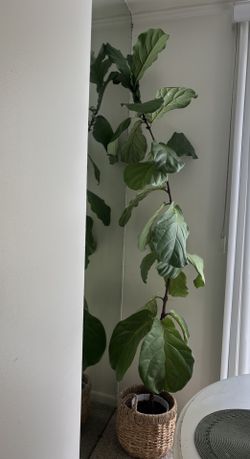 Fiddle Leaf Fig Tree 7/8 Ft