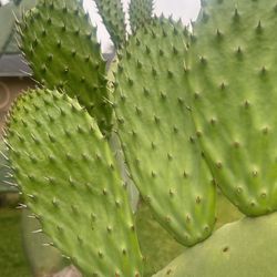 Nopales
