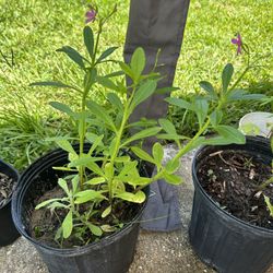Ceylon Spinach/Florida Spinach/ Water Leaf/Surinam/Purslane/Cariru Edible Plant