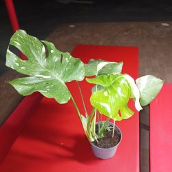 Monstera Constellation, SEE OTHER OFFERS 