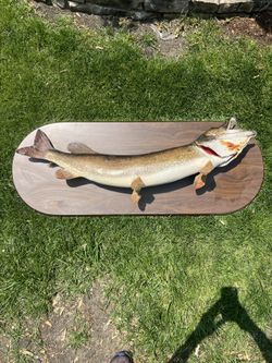 Fish Mount