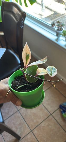 Hoya Krimson Queen
