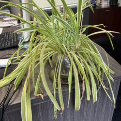 Huge Spider Plant 