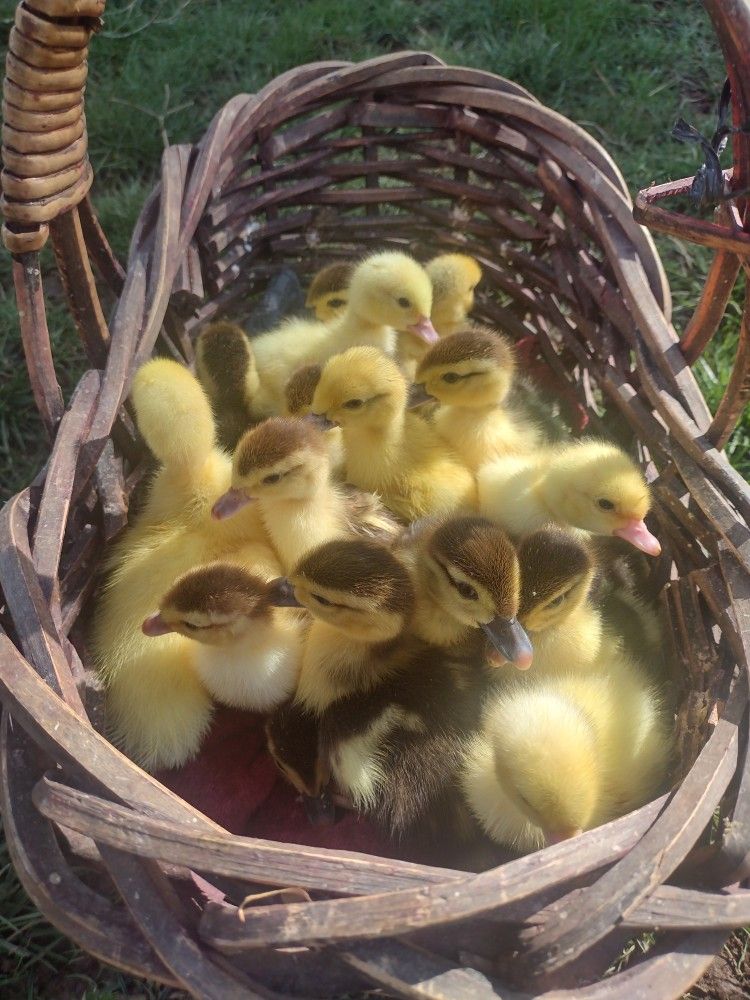 MUSCOVY DUCKLINGS