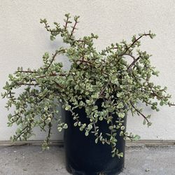 Variegated Elephant Bush.