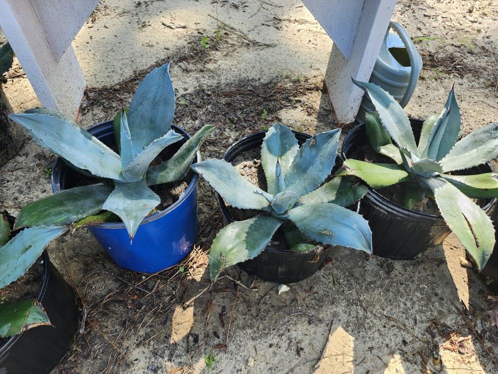 Century Plants