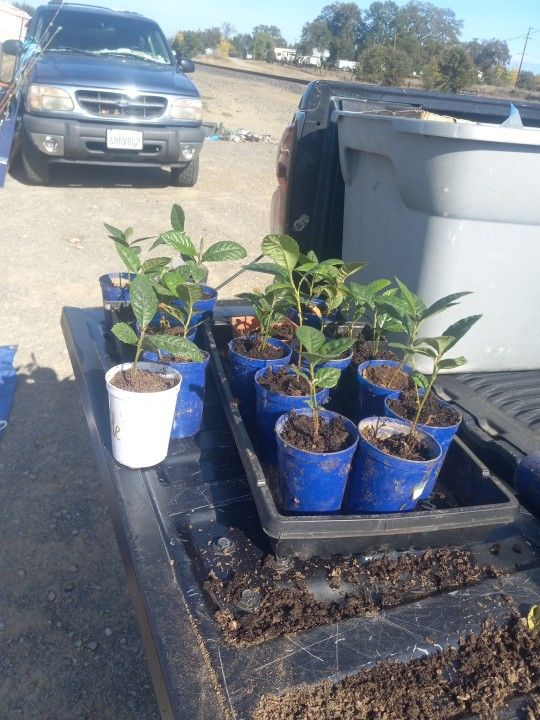 Loquat Trees