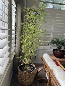 Dwarf Asian Bamboo