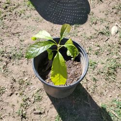 Avocado Tree Different Sizes And Prices