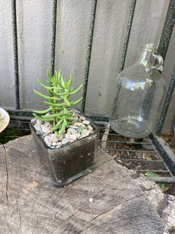 Beautiful succulents