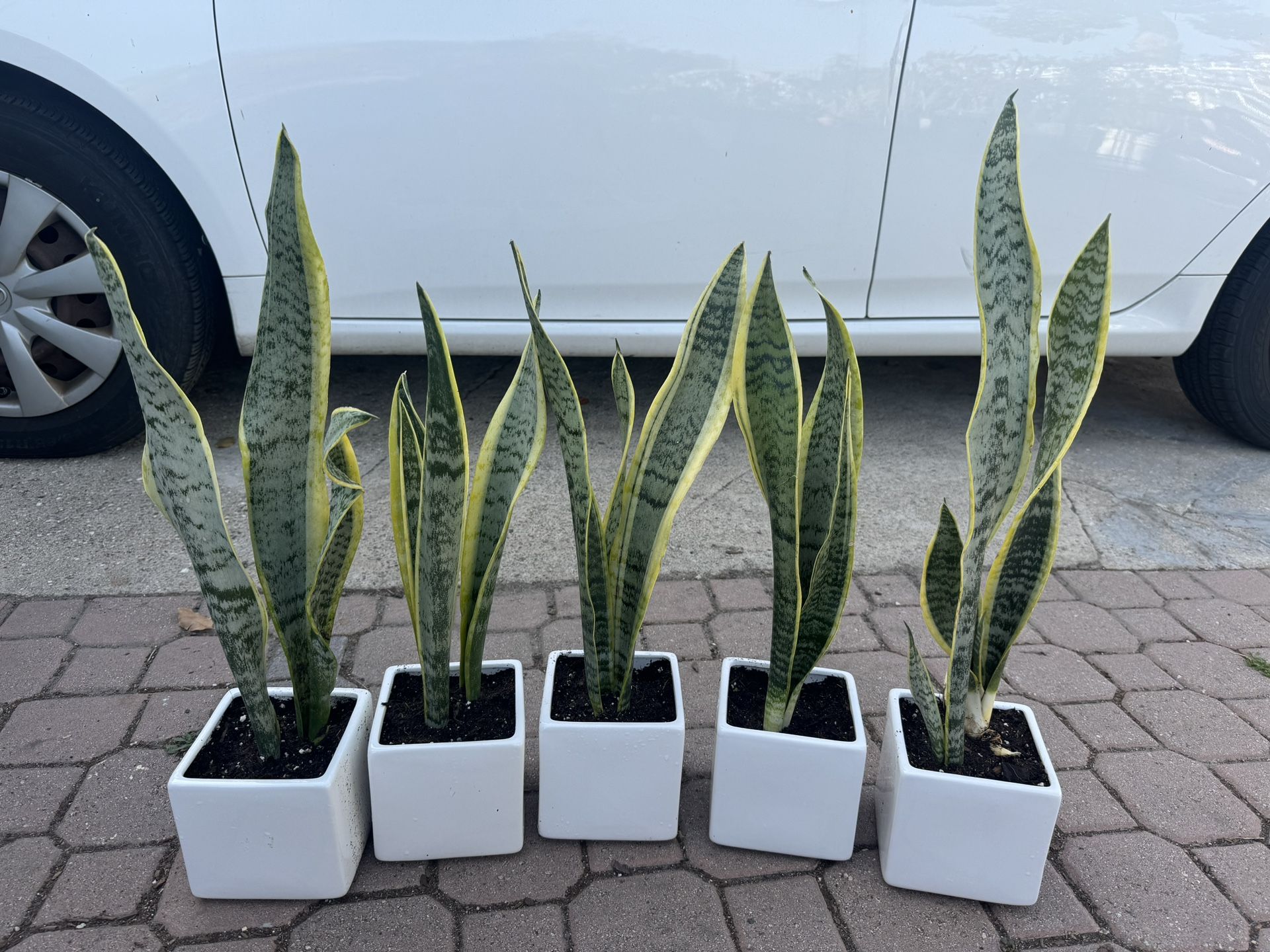 Snake Plant In Ceramic Pot