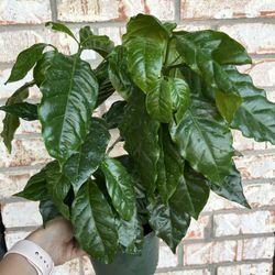 Coffee Houseplant