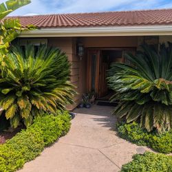 3 Large Healthy Sago Palms Easy To Remove, Delivery Available