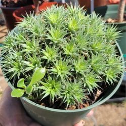 Rare Succulent In A 6" Pot