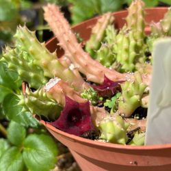 Red Dragon Succulent Plant 