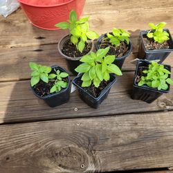 Organic Small Basil Plants