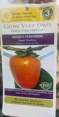 Persimmon tree