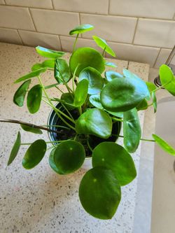 Pilea starts