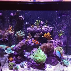 Biocube 32 Aquarium