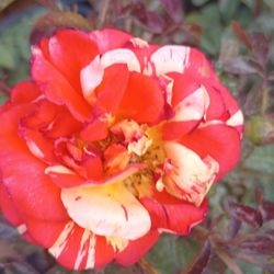 Rose plants 🌹