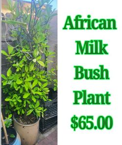 African Milk Bush Plant