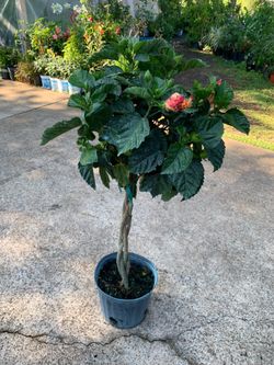President hibiscus Braided tree