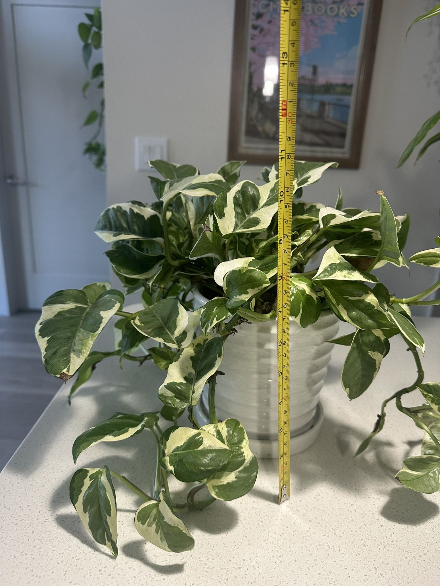 Pearl and Jade Pothos Plant