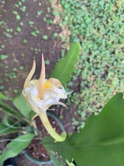 Queen of the night plant Epiphyllum oxypetalum
