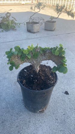 Crested corona de Cristo