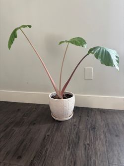 Live Elephant Ear Plant (Alocasia) with Decorative Pot – $20.00