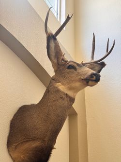 Deer mount