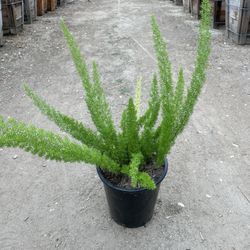 Foxtail Fern