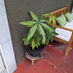 Money Tree 
