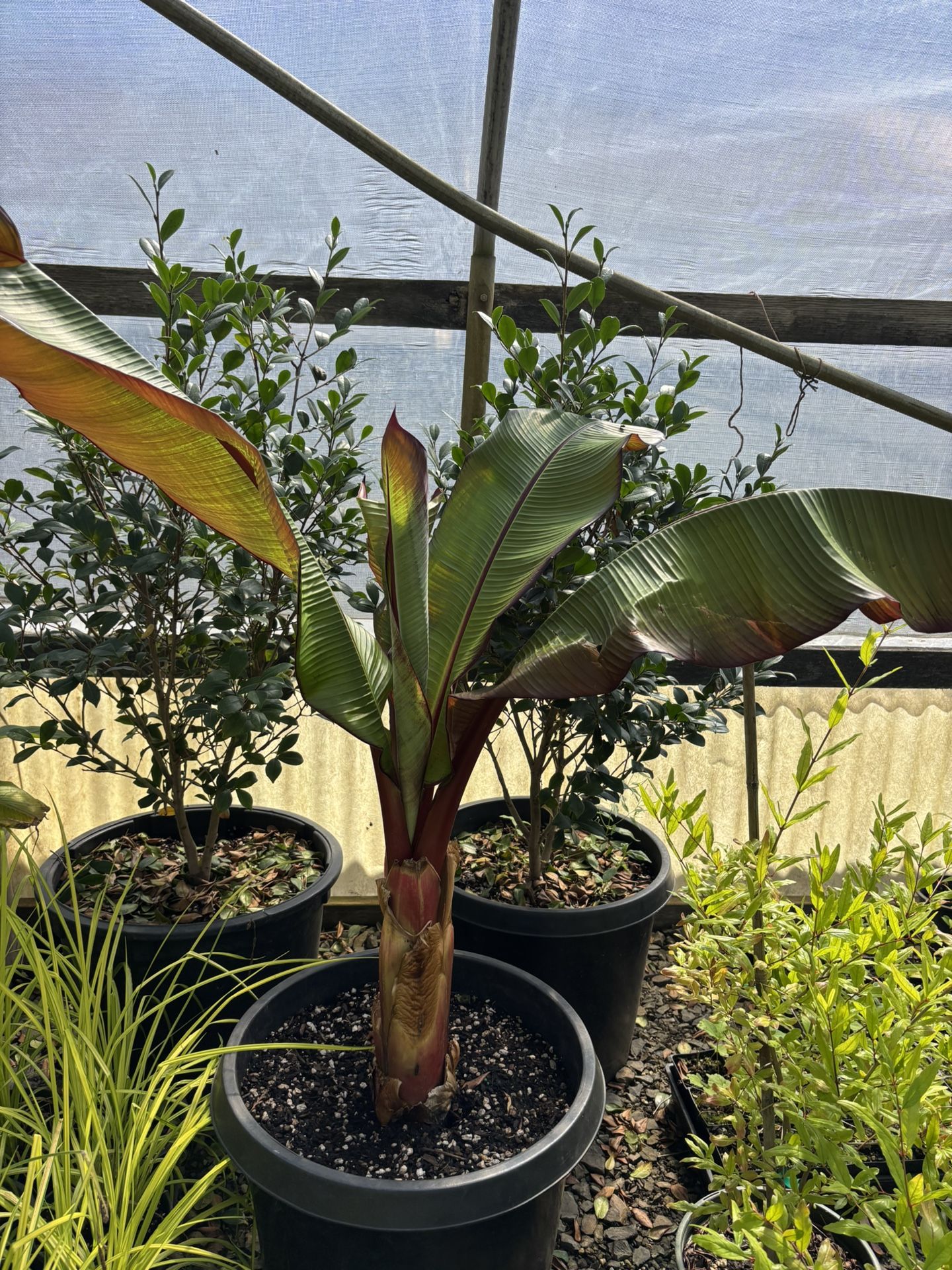 Red Banana Tree Measure 3 ‘4 Feet ,, Size Gal ,,15 $35