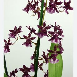 Oncidium Sharry Baby "Sweet Fragrance